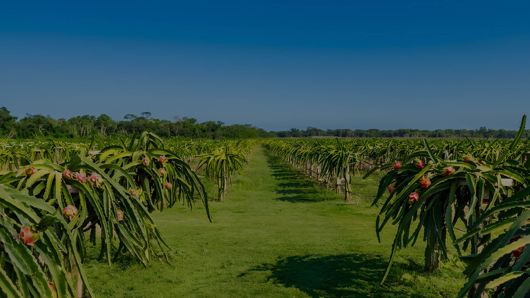 Surcos de pitahaya en producción